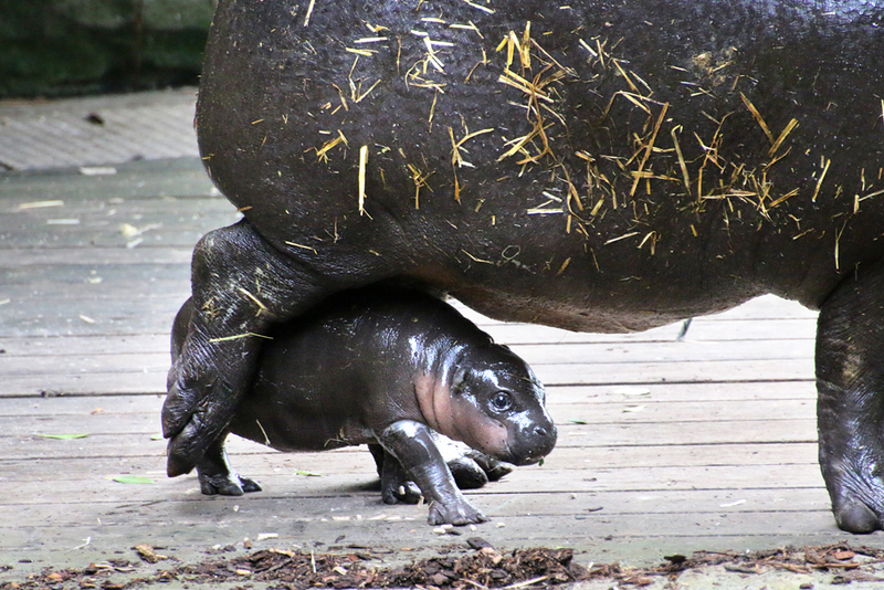 Illustration for article titled This Baby Pygmy Hippo Is the Cutest Thing on Planet Earth (No Arguing Please)